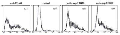 Flow Cytometry: Caspase-8 Antibody (1G12) - BSA Free [NBP2-80097]