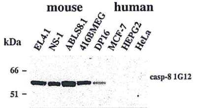 Western Blot: Caspase-8 Antibody (1G12)BSA Free [NBP2-80097]