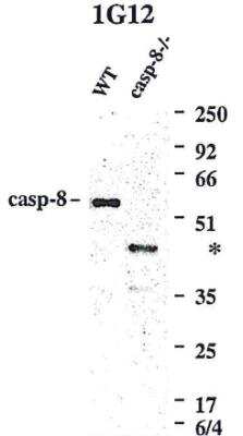 Western Blot: Caspase-8 Antibody (1G12)BSA Free [NBP2-80097]