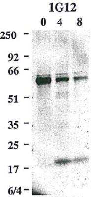 Western Blot: Caspase-8 Antibody (1G12)BSA Free [NBP2-80097]