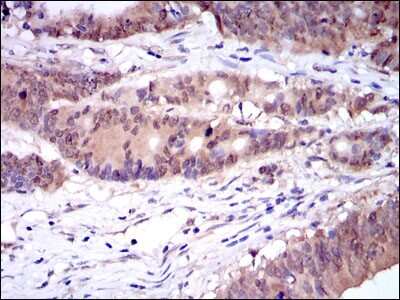 Immunohistochemistry-Paraffin: Caspase-8 Antibody (1H11) - BSA Free [NBP2-22183]