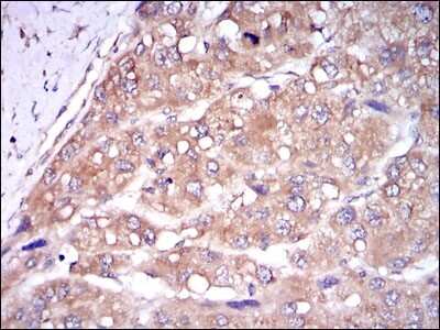 Immunohistochemistry-Paraffin: Caspase-8 Antibody (1H11) - BSA Free [NBP2-22183]