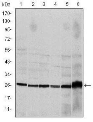 Western Blot: Caspase-8 Antibody (1H11)BSA Free [NBP2-22183]