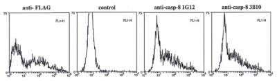 Flow Cytometry: Caspase-8 Antibody (3B10) - BSA Free [NBP2-80098]