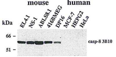 Western Blot: Caspase-8 Antibody (3B10)BSA Free [NBP2-80098]