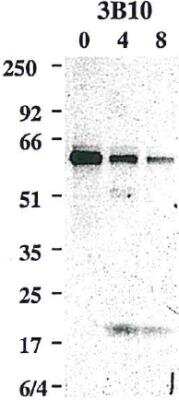 Western Blot: Caspase-8 Antibody (3B10)BSA Free [NBP2-80098]