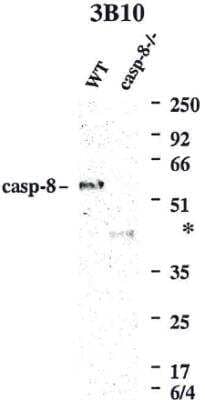 Western Blot: Caspase-8 Antibody (3B10)BSA Free [NBP2-80098]