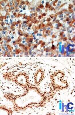 Immunohistochemistry-Paraffin: Caspase-8 Antibody (90A992) - Azide and BSA Free [NBP2-80616]