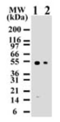Western Blot: Caspase-8 Antibody (90A992)Azide and BSA Free [NBP2-80616]