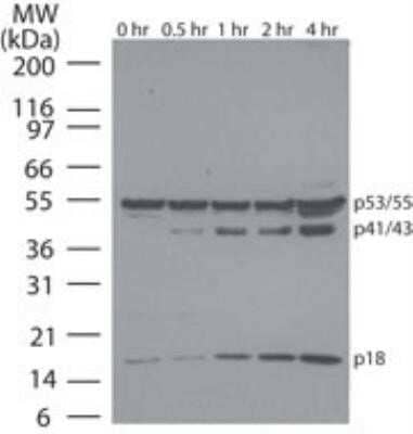 Western Blot: Caspase-8 Antibody (90A992)Azide and BSA Free [NBP2-80616]