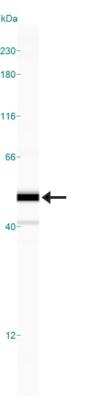 Simple Western: Caspase-8 Antibody (90A992)BSA Free [NB100-56527]