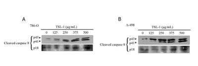 Western Blot: Caspase-8 Antibody (90A992)BSA Free [NB100-56527]