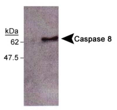 Western Blot: Caspase-8 Antibody (FLICE 4-1-20) [NB500-208]