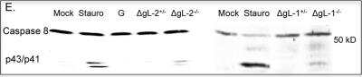 Western Blot: Caspase-8 Antibody (FLICE 4-1-20) [NB500-208]