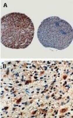 Immunohistochemistry-Paraffin: Caspase-8 Antibody - (Pro and Active) [NBP1-05123]