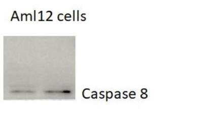 Western Blot: Caspase-8 Antibody(Pro and Active) [NBP1-05123]
