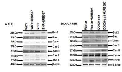 Western Blot: Caspase-8 Antibody(Pro and Active) [NBP1-05123]