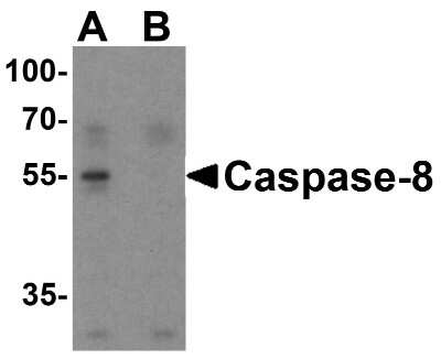 Western Blot: Caspase-8 AntibodyBSA Free [NBP1-76610]