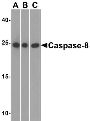 Western Blot: Caspase-8 AntibodyBSA Free [NBP1-76610]