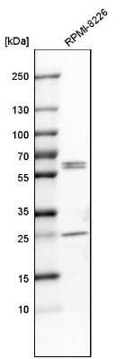 Western Blot: Caspase-8 Antibody [NBP1-88185]