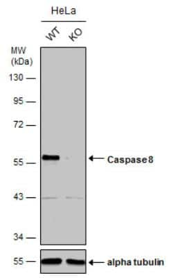 Knockout Validated: Caspase-8 Antibody [NBP2-15722]