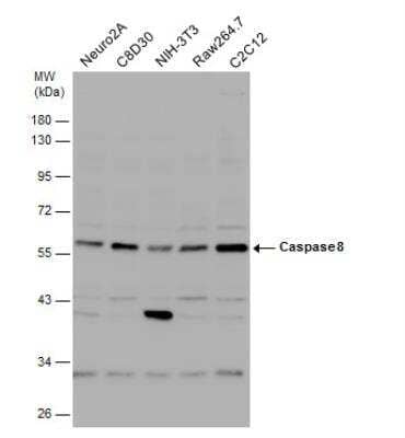 Western Blot: Caspase-8 Antibody [NBP2-15722]