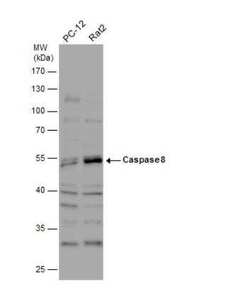 Western Blot: Caspase-8 Antibody [NBP2-15722]