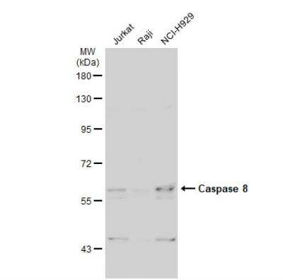 Western Blot: Caspase-8 Antibody [NBP2-15722]