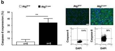 Immunohistochemistry: Caspase-8 Antibody [NB100-56116]