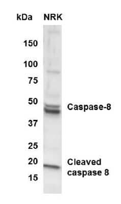 Western Blot: Caspase-8 Antibody [NB100-56116]