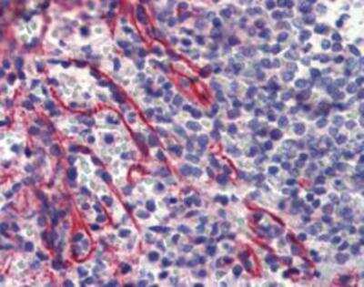 Immunohistochemistry: Caspase-9 Antibody (2-22) [NBP1-19231]