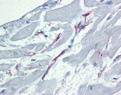 Immunohistochemistry: Caspase-9 Antibody (2-22) [NBP1-19231]