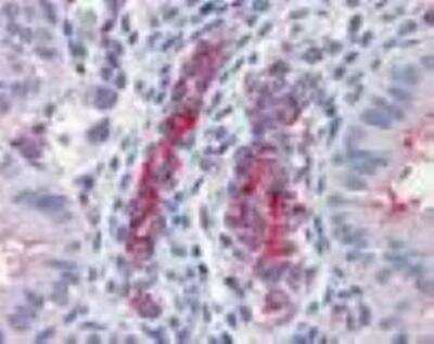 Immunohistochemistry: Caspase-9 Antibody (2-22) [NBP1-19231]