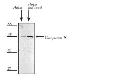 Western Blot: Caspase-9 Antibody (2-22) [NBP1-19231]