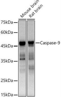 Western Blot: Caspase-9 Antibody (9M6N2) [NBP3-15590]