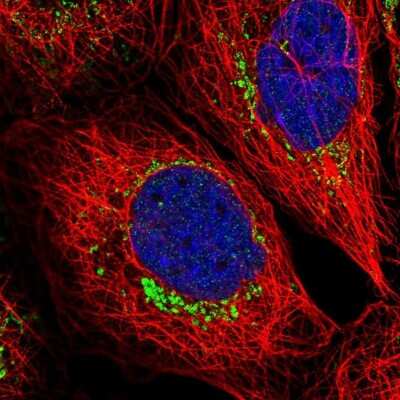 Immunocytochemistry/ Immunofluorescence: Caspase-9 Antibody [NBP1-90142]