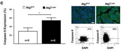 Immunohistochemistry: Caspase-9 Antibody [NB100-56118]