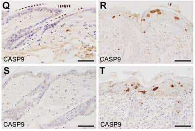 Immunohistochemistry: Caspase-9 Antibody [NB100-56118]