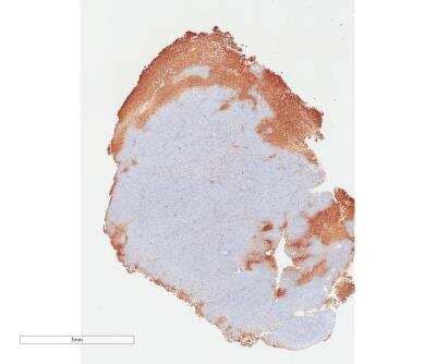 Immunohistochemistry-Paraffin: Caspase-9 Antibody [NB100-56118]