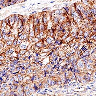 Immunohistochemistry-Paraffin: Caspase-9 Antibody [NB100-56121]