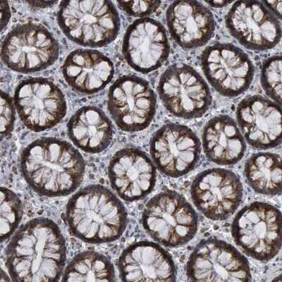 Immunohistochemistry-Paraffin: Caspase-9 Antibody [NBP1-90142]