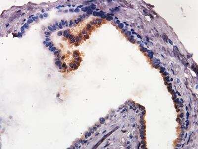 Immunohistochemistry-Paraffin: Caspase-9 Antibody (LAP6 96-2-22) - BSA Free [NB500-209]