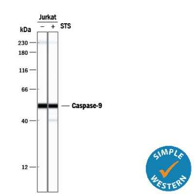 Simple Western: Caspase-9 Antibody (LAP6 96-2-22)BSA Free [NB500-209]