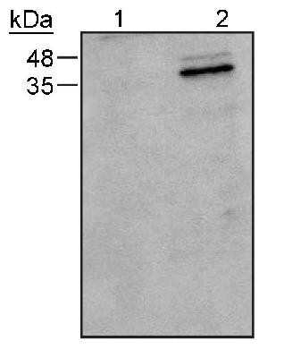 Western Blot: Caspase-9 Antibody (LAP6 96-2-22)BSA Free [NB500-209]