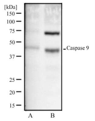 Western Blot: Caspase-9 Antibody (LAP6 96-2-22)BSA Free [NB500-209]