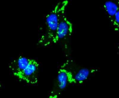 Immunocytochemistry/ Immunofluorescence: Caspase-9 Antibody (SZ29-01) - (Pro and Active) [NBP2-67362]