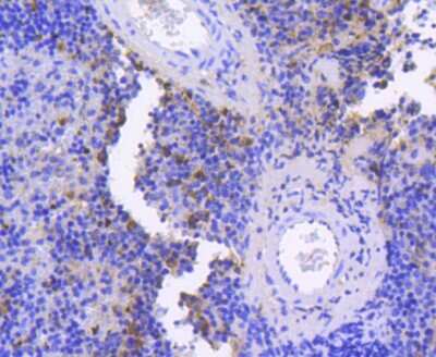 Immunohistochemistry-Paraffin: Caspase-9 Antibody (SZ29-01) - (Pro and Active) [NBP2-67362]