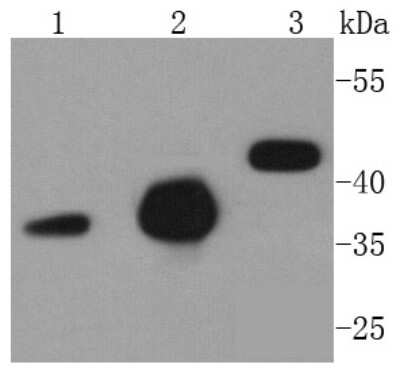 Western Blot: Caspase-9 Antibody (SZ29-01)(Pro and Active) [NBP2-67362]