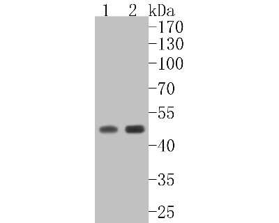 Western Blot: Caspase-9 Antibody (SZ29-01)(Pro and Active) [NBP2-67362]