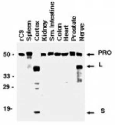 Western Blot: Caspase-9 Antibody [NB100-56119]